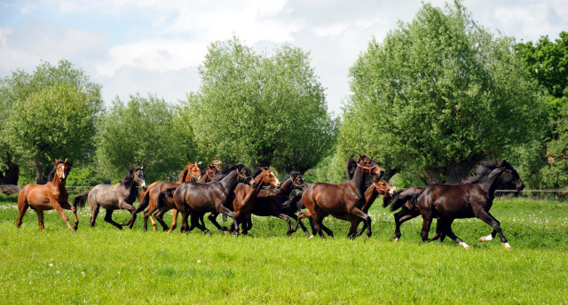 Die Gruppe der Jhrlingshengste im Gestt Schplitz - Foto: Beate Langels, Trakehner Gestt Hmelschenburg