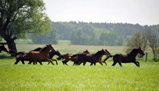 Die Gruppe der Jhrlingshengste im Gestt Schplitz - Foto: Beate Langels, Trakehner Gestt Hmelschenburg