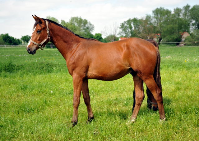 Jhrlingshengst von Saint Cyr u.d. Hannah v. Summertime - Gestt Schplitz im Mai 2013 - Foto: Trakehner Gestt Hmelschenburg- Beate Langels