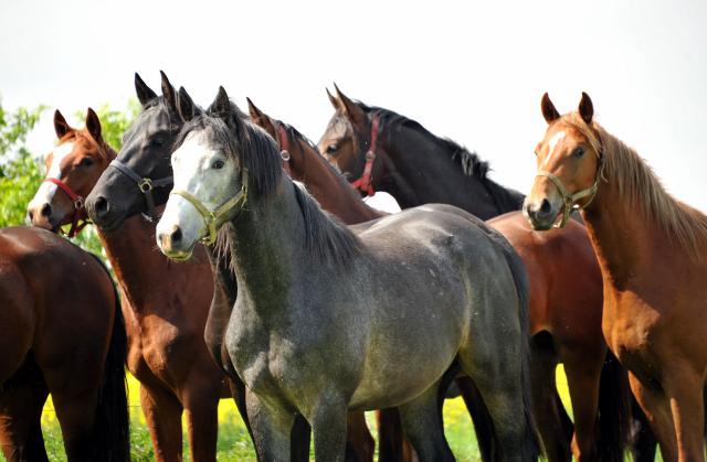 die 2jhrigen Hengste im Gestt Schplitz - Foto: Beate Langels, Trakehner Gestt Hmelschenburg