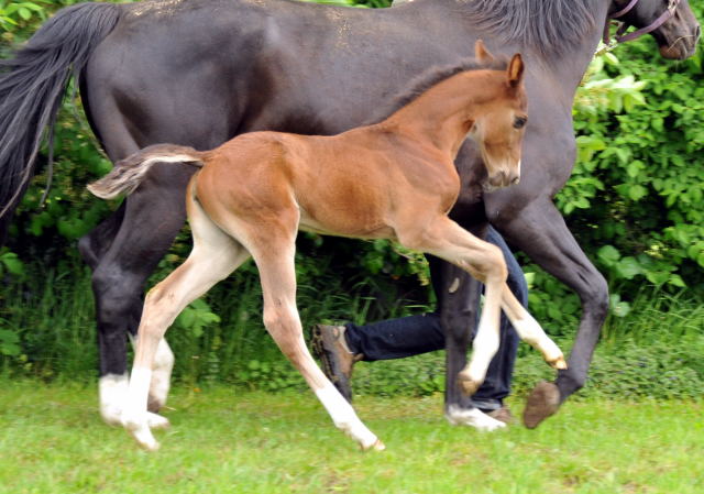 Stutfohlen von Saint Cyr u.d. Pr.u.StPrSt. Grace Note v. Alter Fritz - Foto: Beate Langels, Trakehner Gestt Hmelschenburg
