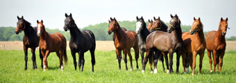 Mai 2013 Hmelschenburger Pferde in Schplitz - Impressionen - Foto Beate Langels - Trakehner Gestt Hmelschenburg