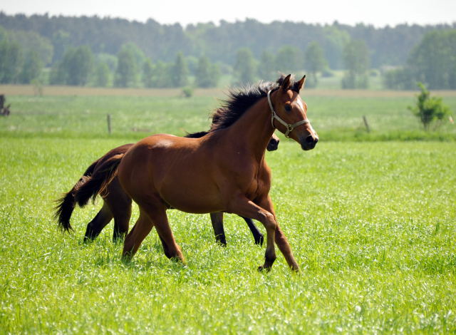 Jhrlingshengst von Saint Cyr u.d. Hannah v. Summertime - Gestt Schplitz im Mai 2013 - Foto: Trakehner Gestt Hmelschenburg- Beate Langels