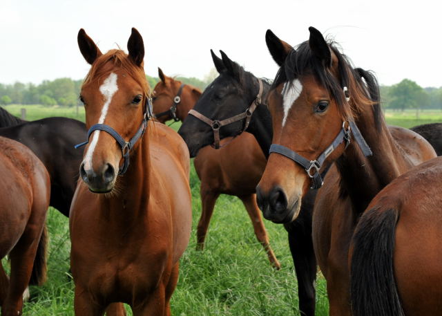 Varinia v. Symont und Katniss Everdeen v. Saint Cyr - als Jhrlinge im Gestt Schplitz im Mai 2013 - Foto: Trakehner Gestt Hmelschenburg- Beate Langels