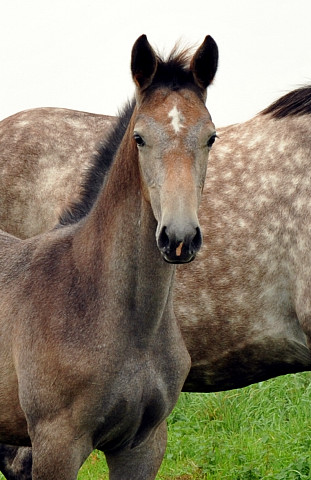 Trakehner Stutfohlen von Exclusiv u.d. Teatime v. Summertime - Foto: Beate Langels - Trakehner Gestt Hmelschenburg