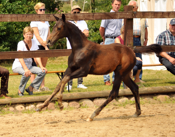 Stutfohlen von Insterburg u.d. Prmienstute Gardema von Shavalou - Kostolany - Foto: Beate Langels - Gestt Schplitz