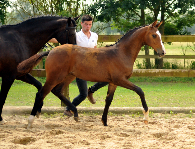 Stutfohlen von High Motion u.d. Schwalbenmagie v. Exclusiv - Foto: Beate Langels