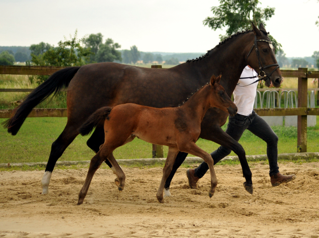 Kahlessi - Stutfohlen von El Greco u.d. Pr.u.St.Pr.St. Kendra v. Freudenfest - Foto: Sabine Langels -
Gest t Sch plitz