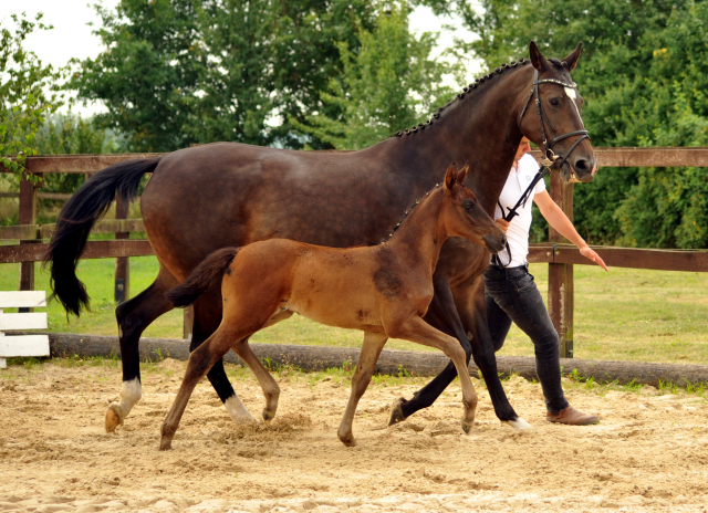 Stutfohlen von El Greco u.d. Pr.u.St.Pr.St. Kendra v. Freudenfest - Foto: Sabine Langels -
Gest t Sch plitz