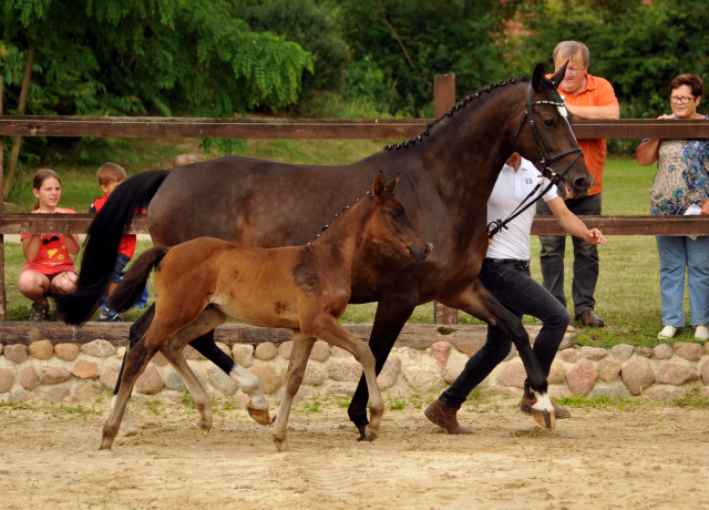 Stutfohlen von El Greco u.d. Pr.u.St.Pr.St. Kendra v. Freudenfest - Foto: Sabine Langels -
Gest t Sch plitz