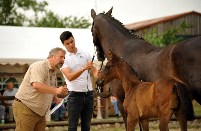 Stutfohlen von El Greco u.d. Pr.u.St.Pr.St. Kendra v. Freudenfest - Foto: Sabine Langels -
Gest t Sch plitz