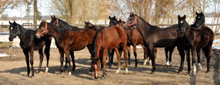 Bilder aus Schplitz - 25./26. Mrz 2013 - Foto Beate Langels - Trakehner Gestt Hmelschenburg