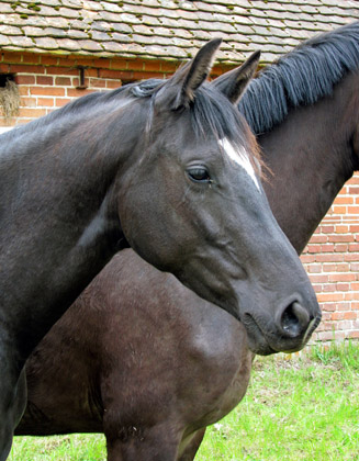 Schwalbensiegel von Kostolany u.d. Pr.,StPr. u. Elitestute Schwalbenspiel v. Exclusiv  - Foto: Melanie Weseloh - Zchter : Trakehner Gestt Hmelschenburg