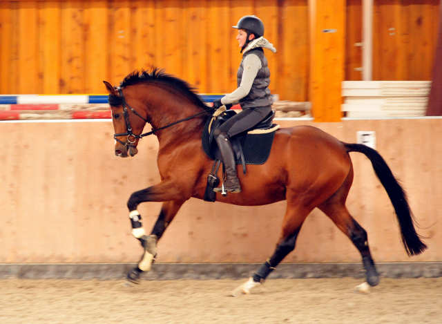 Gestt Schplitz - High Motion v. Saint Cyr  - Foto: Beate Langels Oktober 2016 - Foto: Beate Langels -
Trakehner Gestt Hmelschenburg