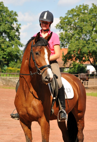 Trakehner Stute Schwalbenpoesie von Exclusiv u.d. Schwalbenfee v. Freudenfest, Foto Beate Langels