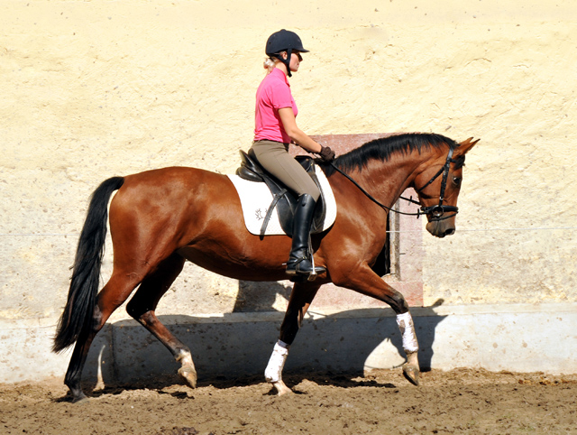 Trakehner Stute Schwalbenpoesie von Exclusiv u.d. Schwalbenfee v. Freudenfest, Foto Beate Langels