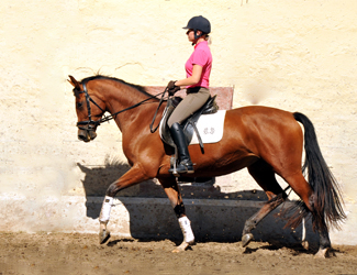 Trakehner Stute Schwalbenpoesie von Exclusiv u.d. Schwalbenfee v. Freudenfest, Foto Beate Langels