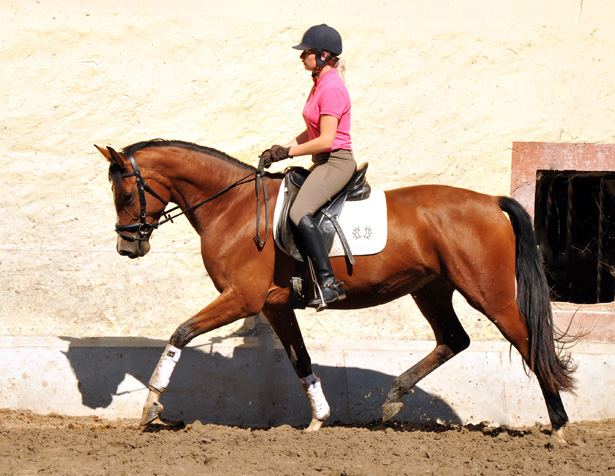 Trakehner Stute Schwalbenpoesie von Exclusiv u.d. Schwalbenfee v. Freudenfest, Foto Beate Langels