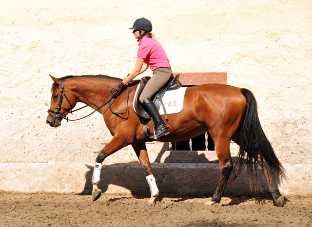 Trakehner Stute Schwalbenpoesie von Exclusiv u.d. Schwalbenfee v. Freudenfest, Foto Beate Langels