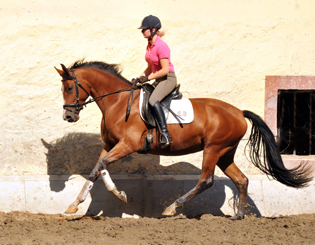 Trakehner Stute Schwalbenpoesie von Exclusiv u.d. Schwalbenfee v. Freudenfest, Foto Beate Langels