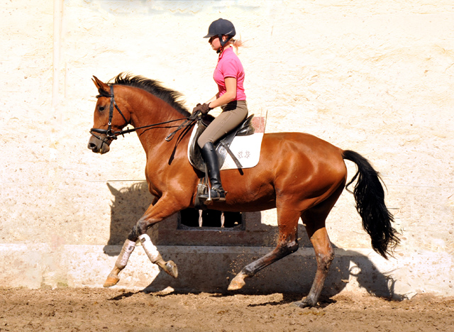 Trakehner Stute Schwalbenpoesie von Exclusiv u.d. Schwalbenfee v. Freudenfest, Foto Beate Langels