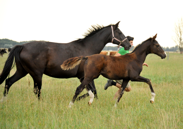 Trakehner Stutfohlen  von Saint Cyr u.d. Pr.u.StPrSt. Grace Note v. Alter Fritz - copyright Beate Langels, Trakehner 
Gestt Hmelschenburg