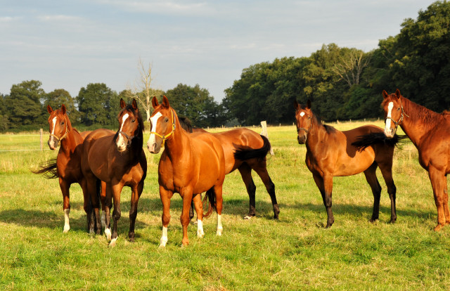  Schplitz - copyright Beate Langels, Trakehner 
Gestt Hmelschenburg