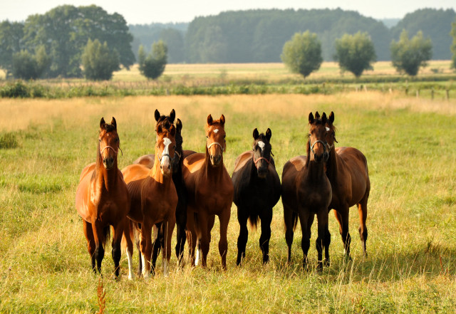  Schplitz - copyright Beate Langels, Trakehner 
Gestt Hmelschenburg