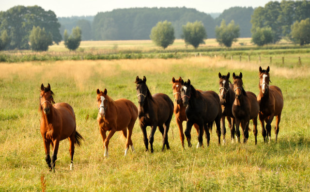  Schplitz - copyright Beate Langels, Trakehner 
Gestt Hmelschenburg