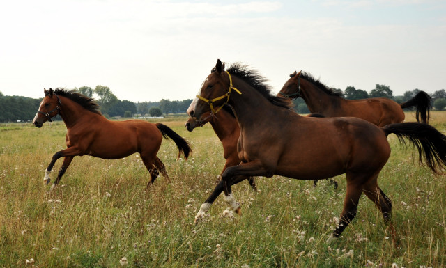 Zweijhrige Stuten in Schplitz - copyright Beate Langels, Trakehner 
Gestt Hmelschenburg