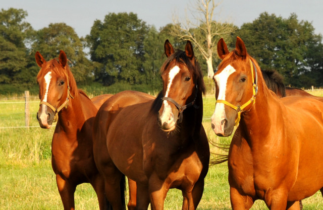  Schplitz - copyright Beate Langels, Trakehner 
Gestt Hmelschenburg