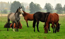 Gestt Schplitz - High Motion v. Saint Cyr  - Foto: Beate Langels Oktober 2016 - Foto: Beate Langels -
Trakehner Gestt Hmelschenburg