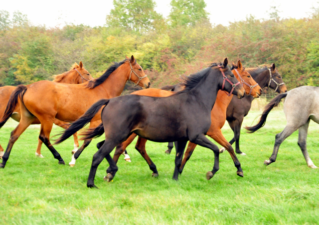 Die Gruppe der 2jhrigen Stuten im Gestt Schplitz im Oktober 2016  - Foto: Beate Langels -
Trakehner Gestt Hmelschenburg
