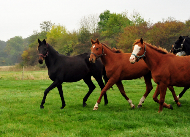 Die Gruppe der 2jhrigen Stuten im Gestt Schplitz im Oktober 2016  - Foto: Beate Langels -
Trakehner Gestt Hmelschenburg