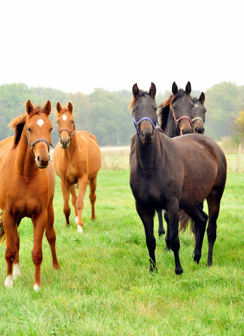 Die Gruppe der 2jhrigen Stuten im Gestt Schplitz im Oktober 2016  - Foto: Beate Langels -
Trakehner Gestt Hmelschenburg