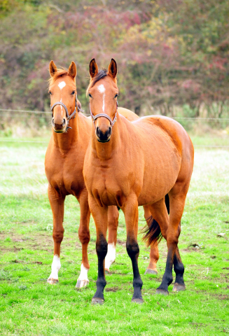 Die Gruppe der 2jhrigen Stuten im Gestt Schplitz im Oktober 2016  - Foto: Beate Langels -
Trakehner Gestt Hmelschenburg