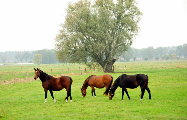 Die Gruppe der 3jhrigen und lteren Stuten im Gestt Schplitz im Oktober 2016  - Foto: Beate Langels -
Trakehner Gestt Hmelschenburg