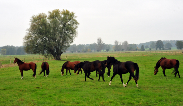 Die Gruppe der 3jhrigen und lteren Stuten im Gestt Schplitz im Oktober 2016  - Foto: Beate Langels -
Trakehner Gestt Hmelschenburg