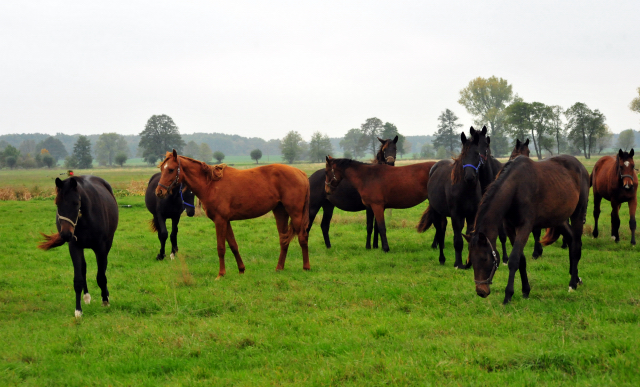 Jhrlingsstuten im Gestt Schplitz im Oktober 2016  - Foto: Beate Langels -
Trakehner Gestt Hmelschenburg