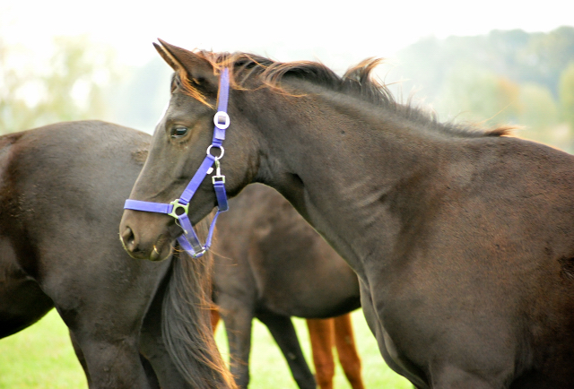 Jhrlingsstute v. Saint Cyr u.d. Prmien- u. Elitestute Greta Garbo im Gestt Schplitz im Oktober 2016  - Foto: Beate Langels -
Trakehner Gestt Hmelschenburg