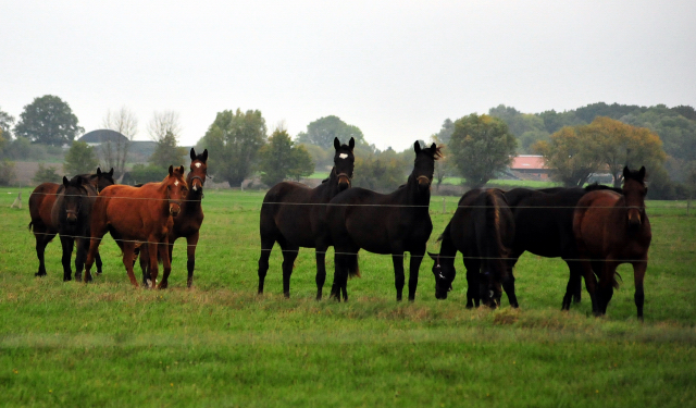 Jhrlingsstuten im Gestt Schplitz im Oktober 2016  - Foto: Beate Langels -
Trakehner Gestt Hmelschenburg