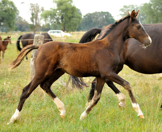 Trakehner Stutfohlen  von Saint Cyr u.d. Pr.u.StPrSt. Grace Note v. Alter Fritz - copyright Beate Langels, Trakehner 
Gestt Hmelschenburg