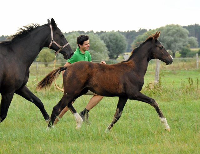 Trakehner Stutfohlen  von Saint Cyr u.d. Pr.u.StPrSt. Grace Note v. Alter Fritz - copyright Beate Langels, Trakehner 
Gestt Hmelschenburg