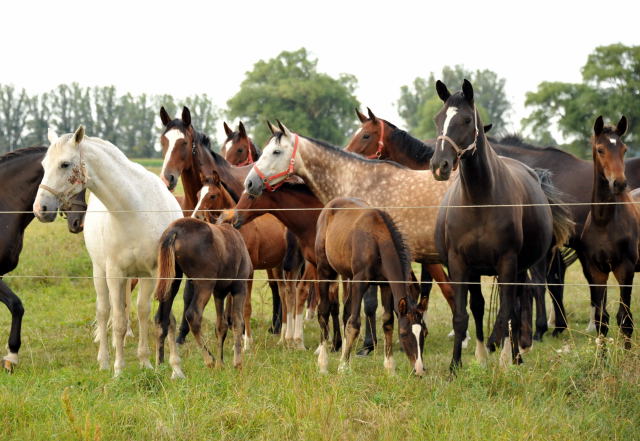 Stuten und Fohlen in Schplitz - copyright Beate Langels, Trakehner 
Gestt Hmelschenburg