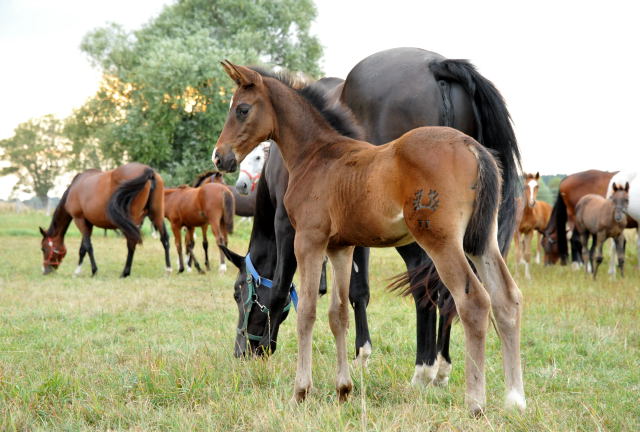 Trakehner Hengstfohlen  von Saint Cyr x Gribaldi - copyright Beate Langels, Trakehner 
Gestt Hmelschenburg