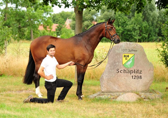 Schplitzer von His Moment u.d. Pr.u.StPrSt. Schwalbenmagie v. Exclusiv (2jhrig)
 - Gestt Schplitz - Foto Beate Langels