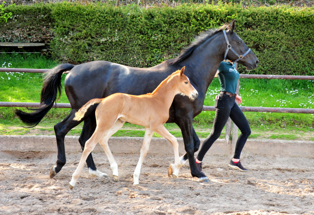 vITTORIA mit ihrer Tochter von Zauberdeyk - 9. Mai 2021 - Foto: Beate Langels - 
Trakehner Gestt Hmelschenburg