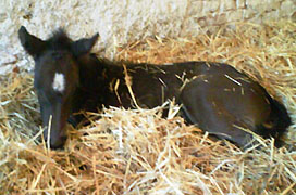 wenige Stunden alt: Stutfohlen von Exclusiv u.d. Elitestute Sacre Noir v. Kostolany, Foto: Sebastian Krause
