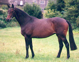 Premium-mare Sacre Noir by Upan la Jarthe AA out of elitemare Schwalbenburg by Ibikus