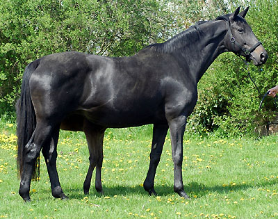 Pr.St. u. ESt. Sacre Noir von Kostolany